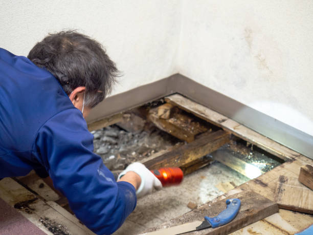  Bangs, TX Mold Removal Pros