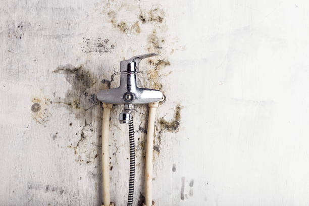 Best Emergency Mold Removal  in Bangs, TX