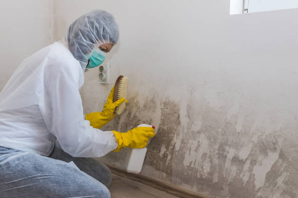 Best Professional Mold Removal  in Bangs, TX