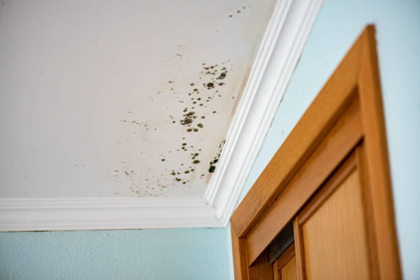 Trusted Bangs, TX Mold Removal Experts