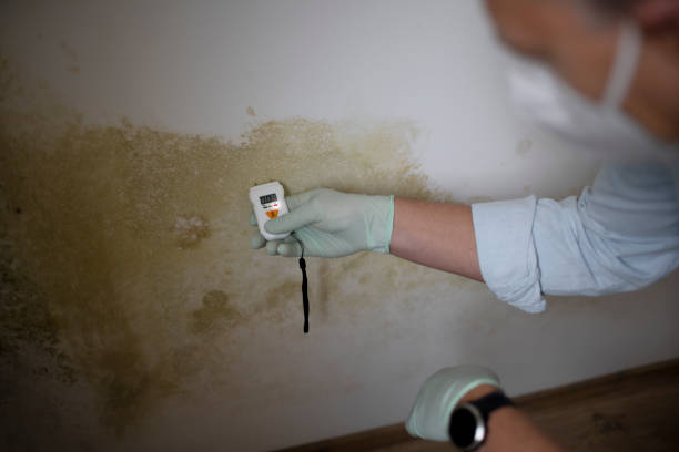 Best Home Mold Removal  in Bangs, TX