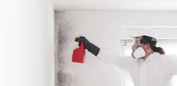 Best Mold Removal Company Near Me  in Bangs, TX