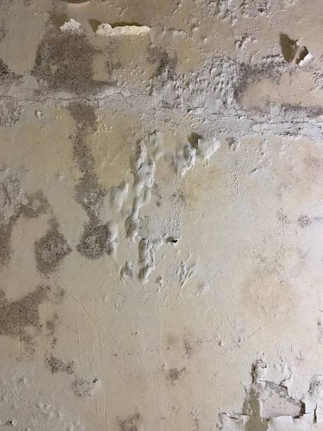 Best Fast Mold Removal  in Bangs, TX