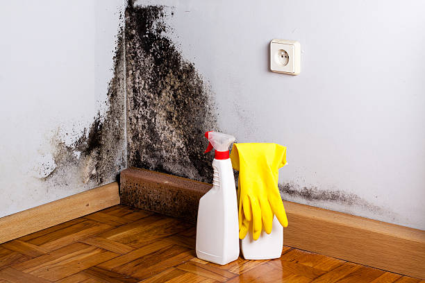 Best Residential Mold Removal  in Bangs, TX