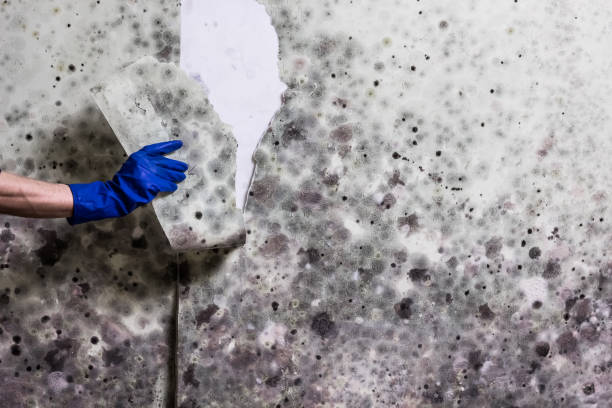 Best Attic Mold Removal  in Bangs, TX